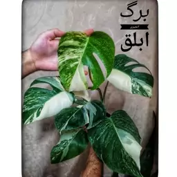 برگ انجیری ابلق 