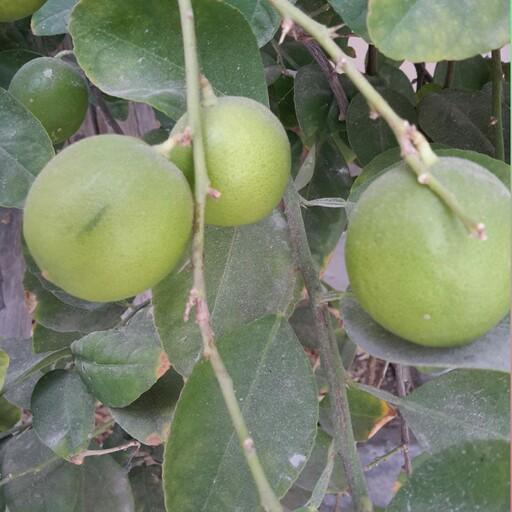 لیمو ترش تازه محلی و ارگانیک از باغات با صفای استان هرمزگان 