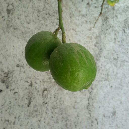 لیمو ترش تازه محلی و ارگانیک از باغات با صفای استان هرمزگان 