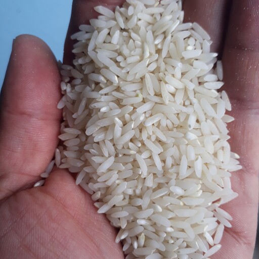 برنج کشت اول طارم  