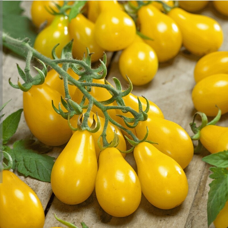 بذر کمیاب گوجه گلابی زرد بسته ( 10 عددی).