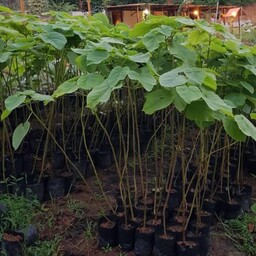 نهال پالونیا چهار متری مناسب برای کاشت تجاری
