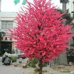 نهال درخت ساکورا ژاپنی 2 متری بسیار شیک
