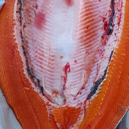 ماهی سالمون نژاد نروژی (ویژه)، تازه و شکم خالی