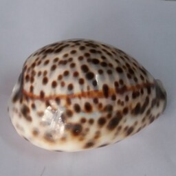 صدف دریایی ( سیپرا پلنگی) کلکسیونی 