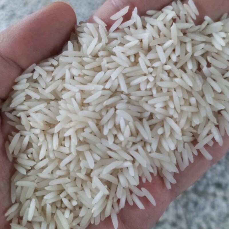 برنج ایرانی شیرودی 