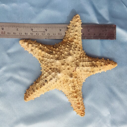 ستاره دریایی بزرگ 
