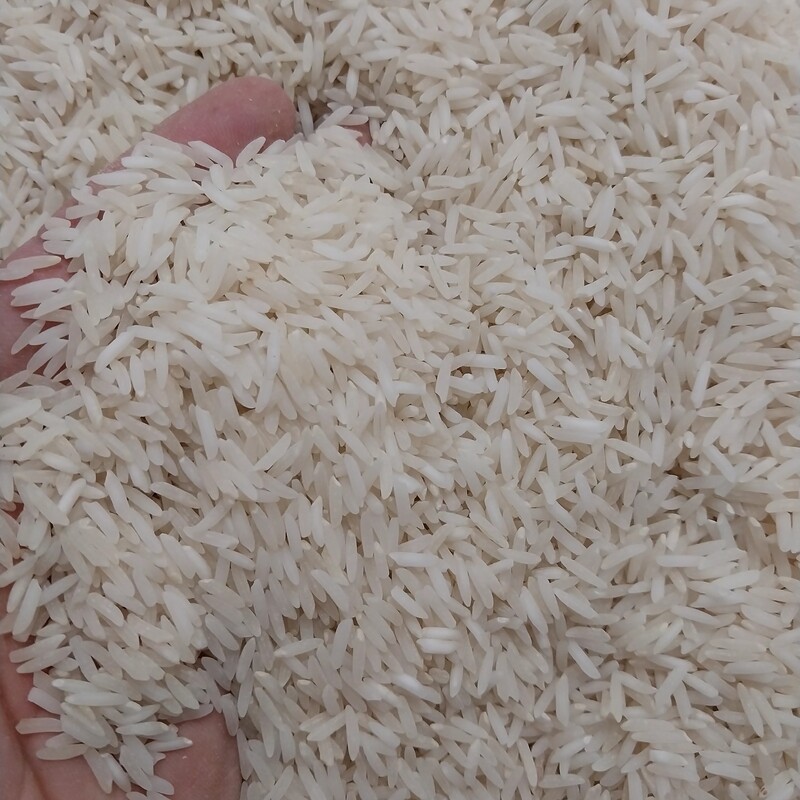 برنج فجر سرگل علی اباد