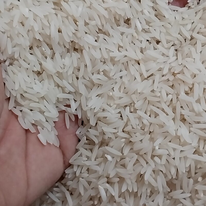 برنج کشت دوم سوزنی