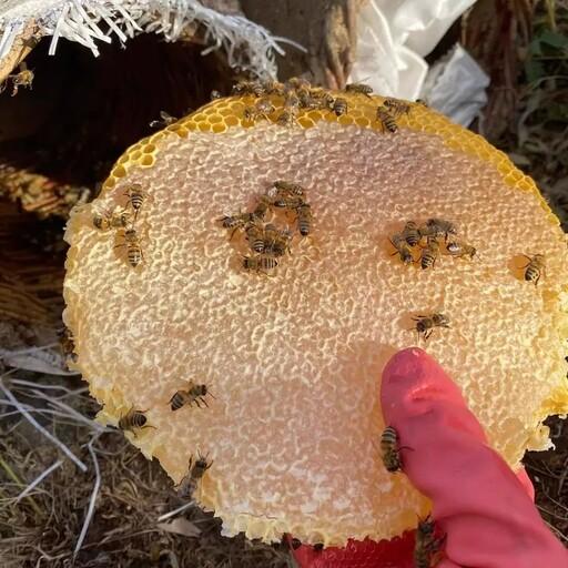 عسل  طبیعی خودبافت سبدی آویشن  کیفیت درجه یک از دامنه های سردشت کردستان (یک کیلو )