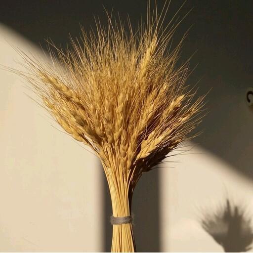 خوشه گندم طبیعی ( دسته 100 خوشه ای )گل خشک گندم شاخه های گندم برای گلدان و تزئین 