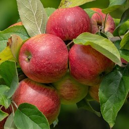 کود تقویتی مخصوص درخت سیب ظرافت