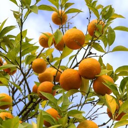کود تقویتی مخصوص درخت نارنج ظرافت