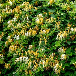 گلدان یاس امین الدوله معطر  رونده مناسب پرچین باغچه قابلیت کاشت در تمام نقاط کشور 