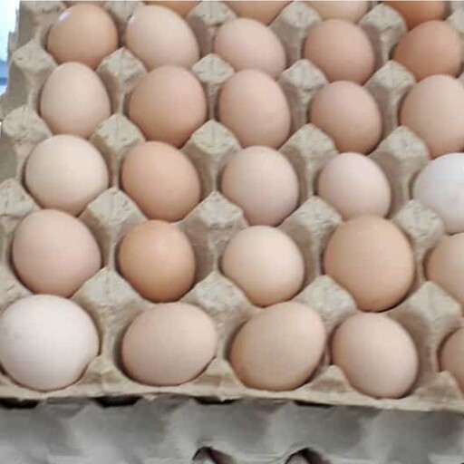 تخم مرغ نطفه دار  در شانه سی تایی مرغ بومی محلی مخصوص دستگاه جوجه کشی