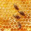 عسل طبیعی و ارگانیک صفا
