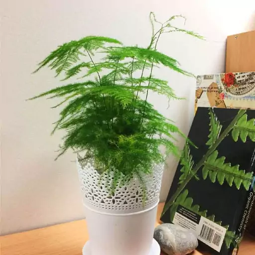 2 عدد بذر نخل اسپاراگوس دم روباهی - Asparagus Fern