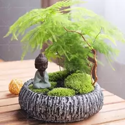 2 عدد بذر نخل اسپاراگوس دم روباهی - Asparagus Fern