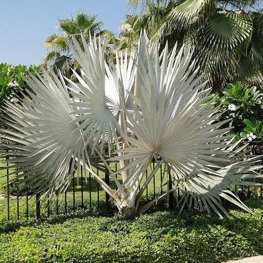 1 عدد بذر واقعی نخل بیسمارک نقره ای - Bismarck Palm