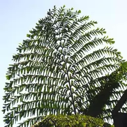 2 عدد بذر نخل دم ماهی - Papuan Fishtail Palm