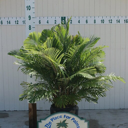 1 عدد  بذر  نخل شوگر کوتوله - Dwarf Sugar Palm