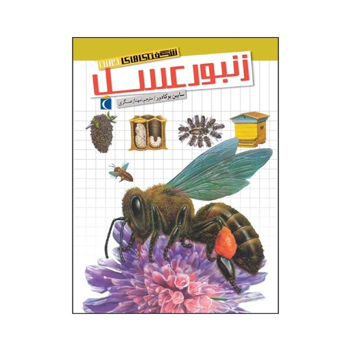شگفتی های جهان - زنبور عسل