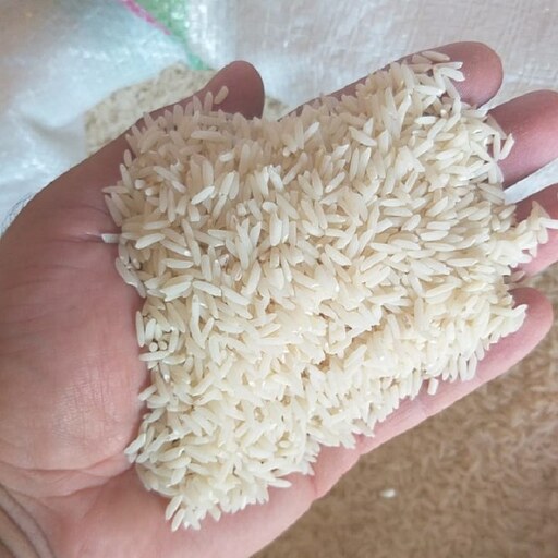 برنج دم سیاه تازه 1402  آستانه اشرفیه خوشپخت 10 کیلویی ارسال رایگان 