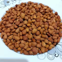 الوک یا بادام کوهی تلخ و مرغوب (7کیلویی) شیراز گل 