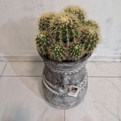 گیاه اچینو بزرگ به همراه گلدان پتینه کاری 