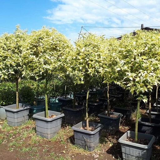 درختچه لگستروم در رنگ های طلایی و ابلق کیفیت درجه یک موجود در سایز های مختلف