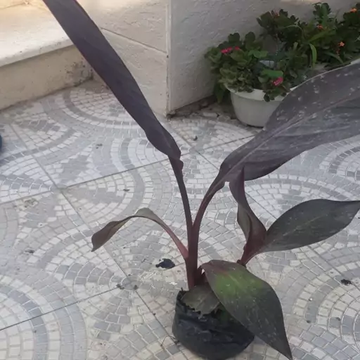 بوته گل اخترنارنجی ساقه قرمز (Canna Lilies)