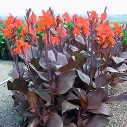 بوته گل اخترنارنجی ساقه قرمز (Canna Lilies)