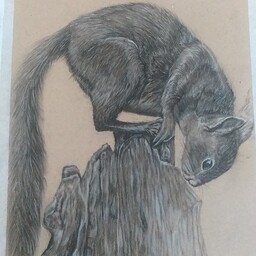 تابلو نقاشی طرح سنجاب  سیاه قلم 