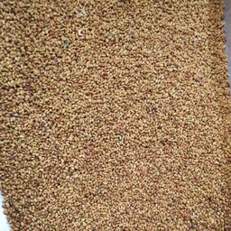 بذر یونجه (تخم یونجه) - 1 کیلو