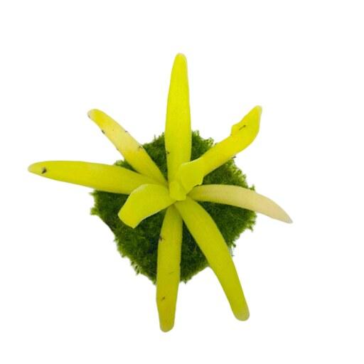 گیاه ططبیعی پینگویکولا حشره خوار نژاد افرودیت (سایز متوسط)