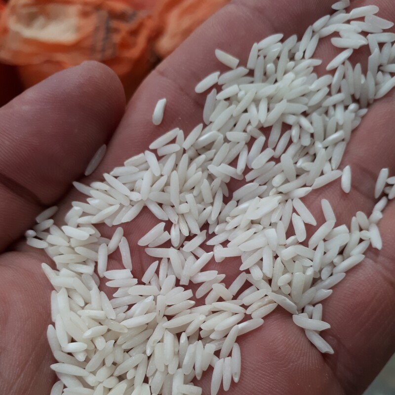 برنج پرمحصول درجه یک هاشمی اصل (5 کیلویی مختار هاشمی) از مزرعه خومون در ضیابر