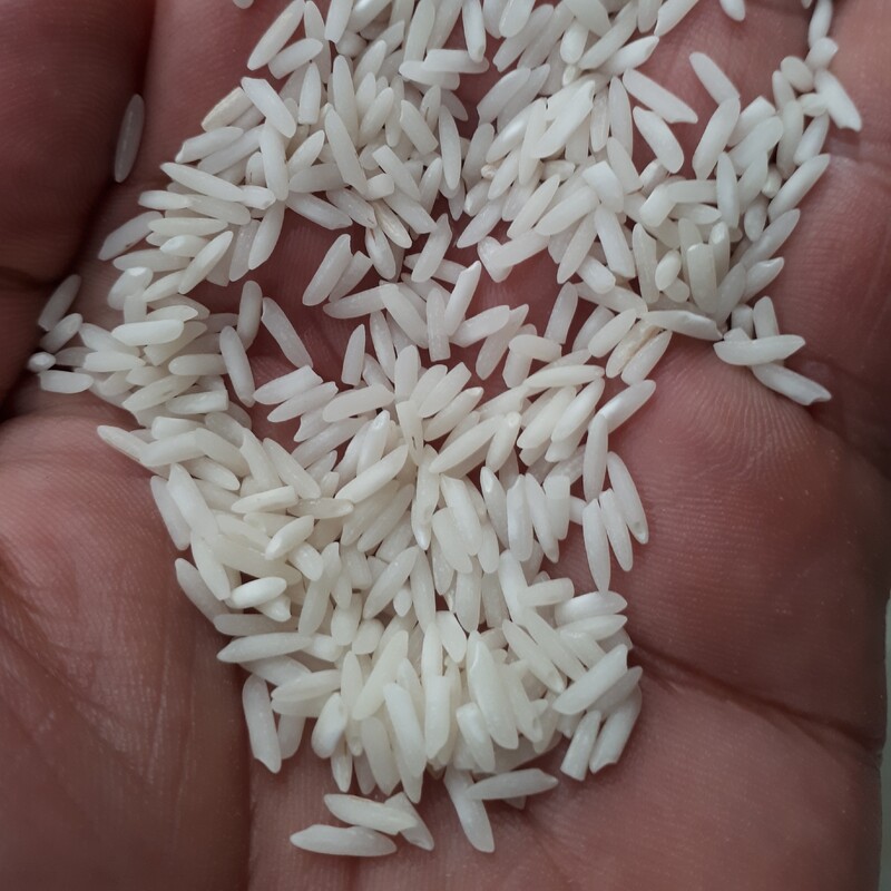 برنج پرمحصول درجه یک هاشمی اصل (5 کیلویی مختار هاشمی) از مزرعه خومون در ضیابر