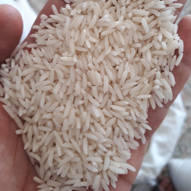 برنج شیرودی گیلان