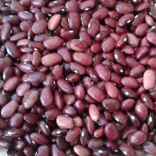 لوبیا قرمز ایرانی درشت کیفیت عالی لعابدار با وزن 900گرم و ارسال رایگان 