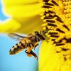عسل طبیعی شفاء زاگرس