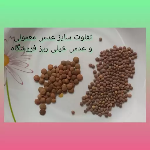 عدس محلی خیلی ریز (1000گرم)