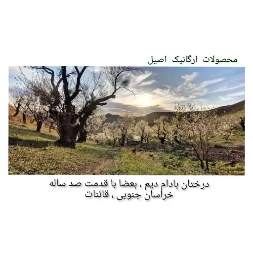 بادام سنگی دیم و کوهی (500گرم)