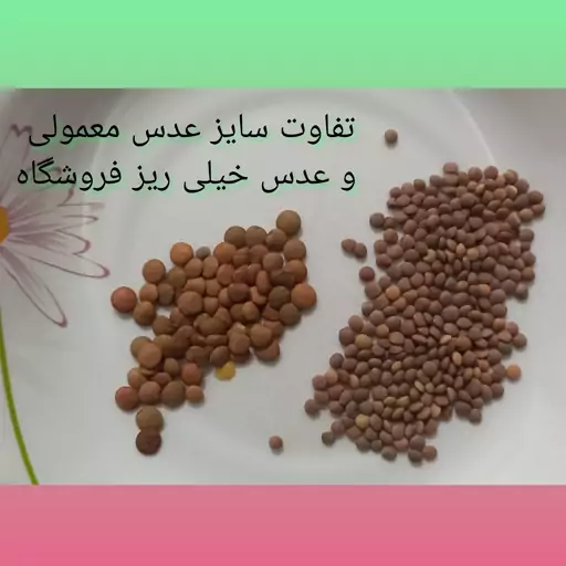 عدس محلی (500 گرم)