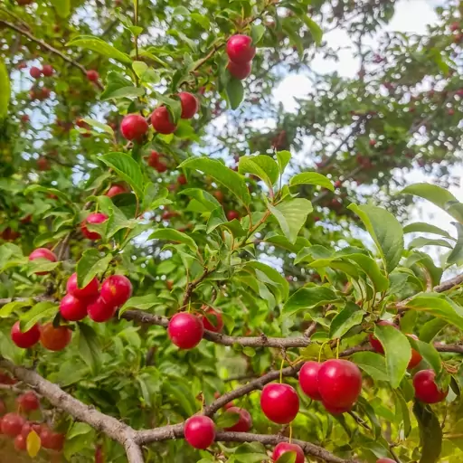 آلوچه خشک و آفتابی خانگی و کاملآ طبیعی 500 گرمی