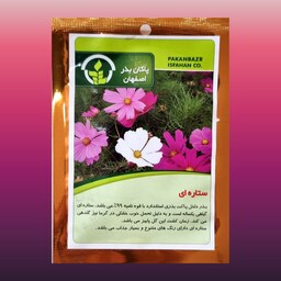 بذر گل ستاره ای پاکان بذر اصفهان 