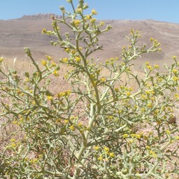 خوشاریزه  کوهی خشک( گل و ساقه گیاه ) 500 گرمی کوههای شهر  حنا از شهرهای استان اصفهان (خارکلبیا )