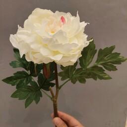 شاخه گل زیبای پیونی سفید