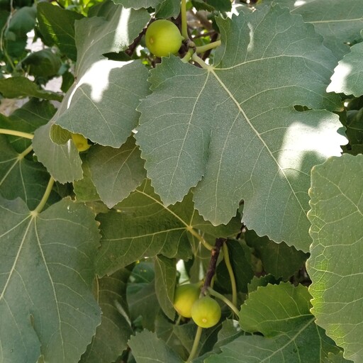 برگ انجیر خشک (300)گرمی