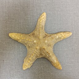 ستاره دریایی کد D9
