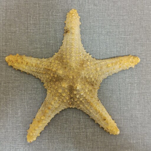 ستاره دریایی کد D12